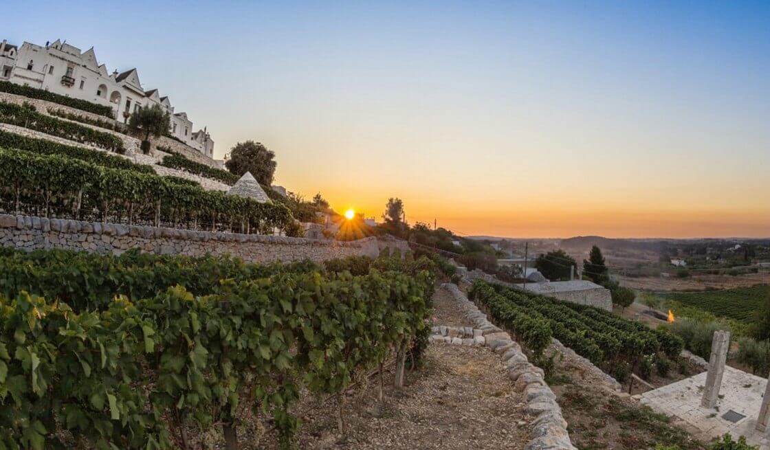 27 - Locorotondo, Tour des Vignes & Dégustation de Vins - Tedi Tour Operator