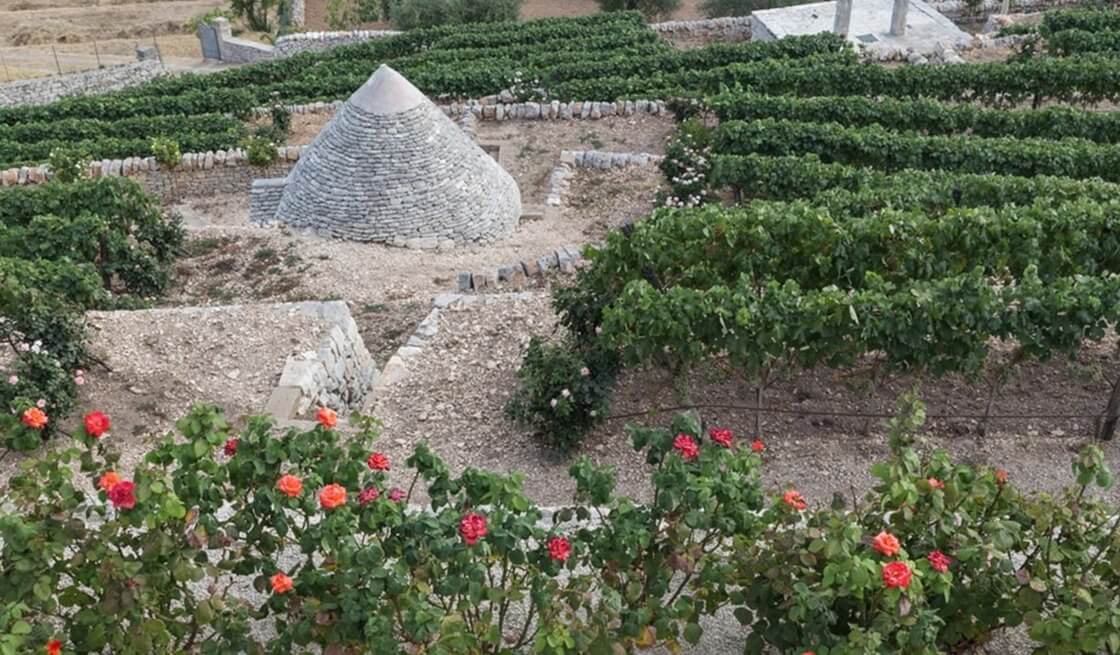 27 - Locorotondo, Tour des Vignes & Dégustation de Vins - Tedi Tour Operator