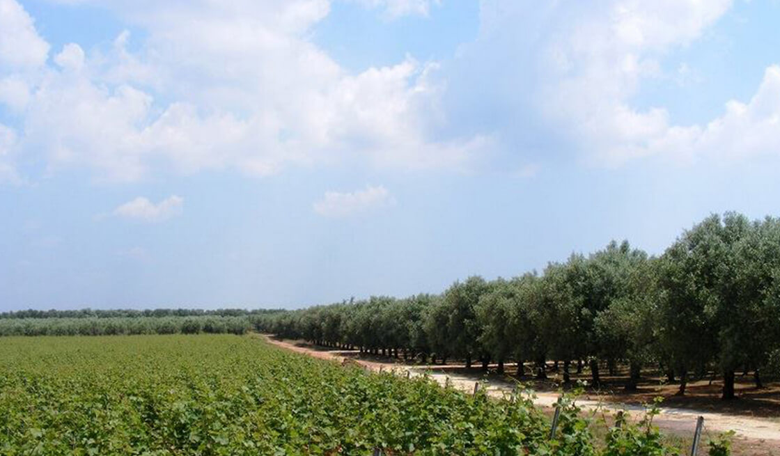 32 - Discovering the Hypogeum Oil Mill (Presicce) - Tedi Tour Operator