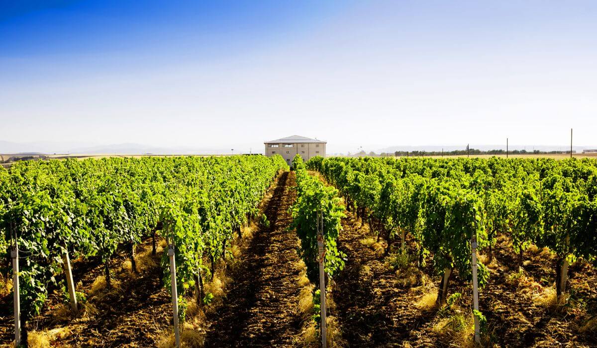 Gravina e tour di una cantina - Tedi Tour Operator