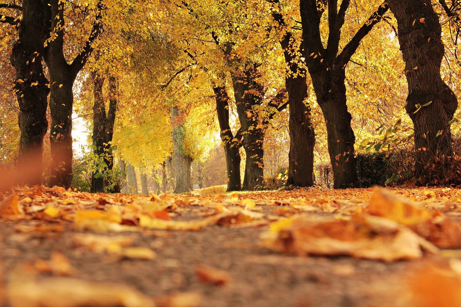 Foliage in Puglia: i luoghi più spettacolari in cui ammirarlo